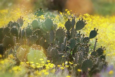 A Desert Spring Morning Photograph By Saija Lehtonen Fine Art America