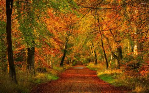 Red Path Through The Forest Wallpaper Nature Wallpapers