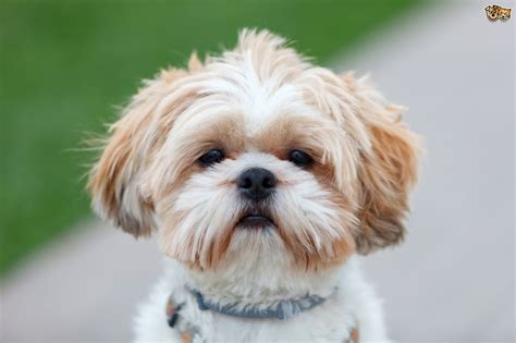 Shih Tzu Dog Breed Facts Highlights And Buying Advice Pets4homes