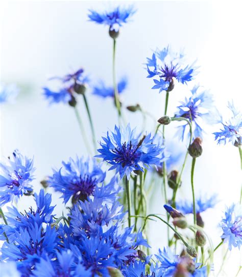 Cornflower Tall Blue Centaurea Cyanus 1000 Seeds