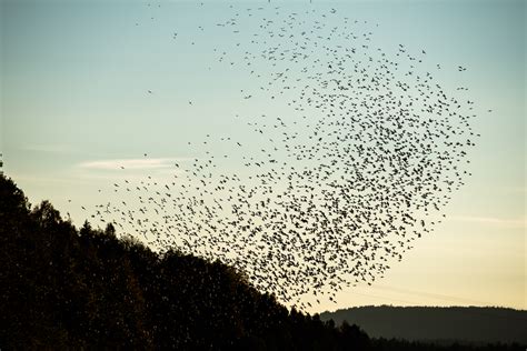 Flock Of Swarming Birds Bramblingbjørkefink At Dusk Photography