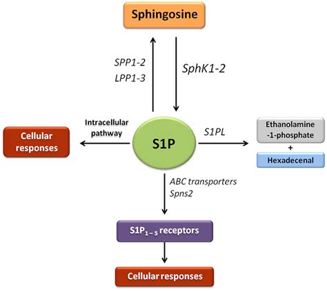 Frontiers Sphingosine 1 Phosphate Signaling As A Target In Hepatic