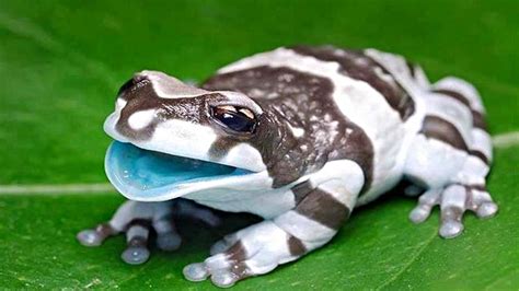 14 Strangest And Coolest Amphibians In The World Youtube