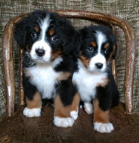 Bernese mountain dog breed health, training, breeder referrals, rescue information and education for berner puppy buyers, owners, breeders, of bernese mountain dogs. Stunning Bernese Mountain Puppies | Flake Ads, Free Ads ...