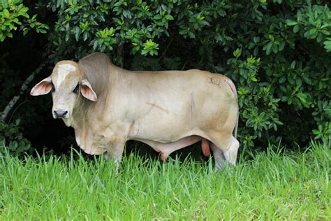 Ganado Brahman En Rancho El Edén El Jarocho Touro