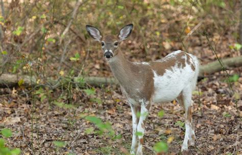 Piebald Deer What Is It And How Rare Are They Made To Hunt