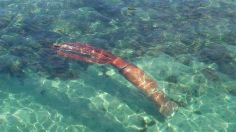 Fressen fische oder auch kalmare. Spanien: Riesenkalmar sorgt für Aufregung | STERN.de