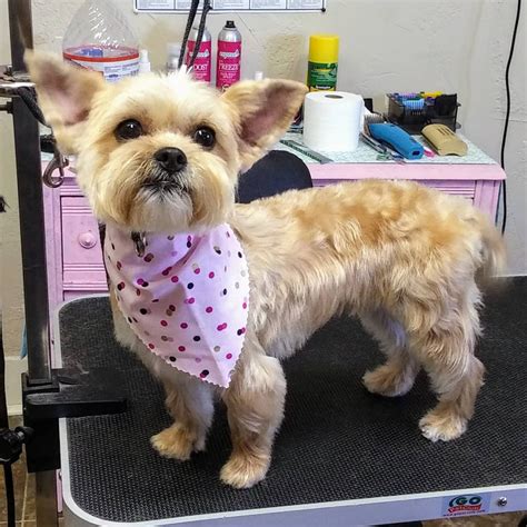 Dog & Cat Grooming | Temple, TX | Posh Paws Pet Salon