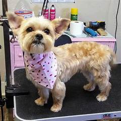 Tailored To Perfection Art Of Pet Grooming Reviews For Personalized Pampering