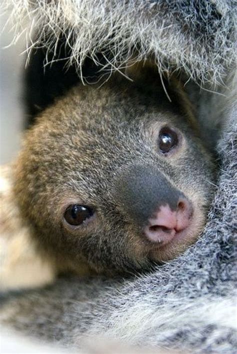 Baby Koala Cutest Paw A Pinterest