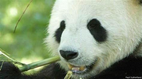 Mewarnai Sketsa Gambar Panda Dan Bambu Terbaru Kataucap Porn Sex Picture