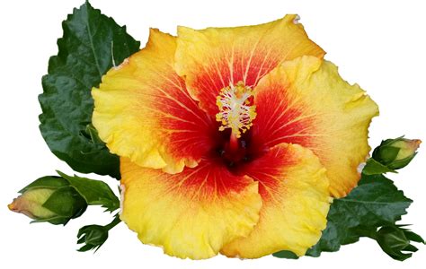 Hibiscus Png All Png All