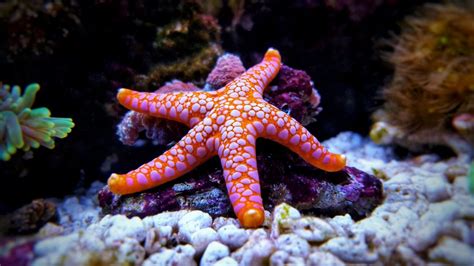 17 Facts About Starfish And How To Care For Them In Home Aquariums