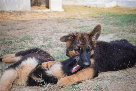 German Shepherd Puppies Playing In The Garden Two Male German Shepherd