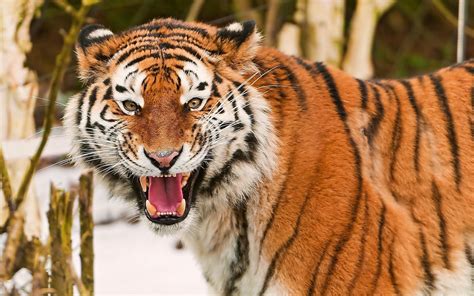 Tiger Tiger Animals Big Cats Hd Wallpaper Wallpaper Flare
