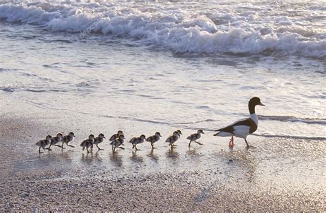 Ducks At Beach — Stock Photo © Southmind 12264785