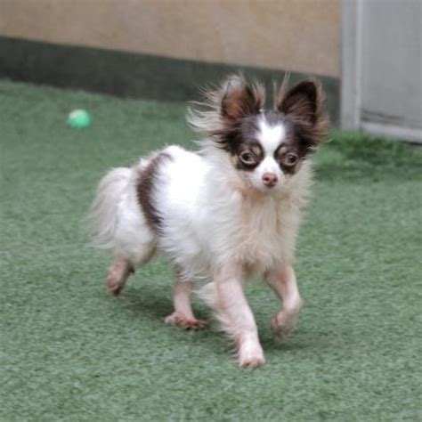 Black Papillon Chihuahua Mix Pets Lovers