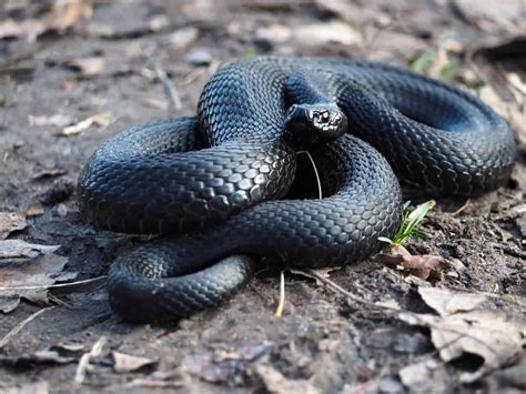 Popular Snake Breeds That Are Black Embora Pets