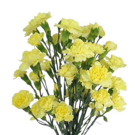 Carnation Mini Spray Yellow Petalsafrica