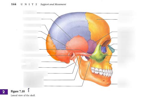 Anatomy Quiz Skull Diagram Quizlet
