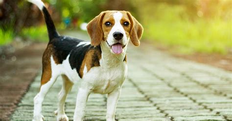 222 Beautiful Beagle Dog Names Dogvills