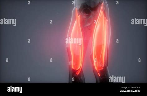 Thigh Muscles Visible Muscle Anatomy Map Stock Video Footage Alamy