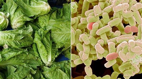 Is E Coli Contagious How To Minimize Risk Of Infection