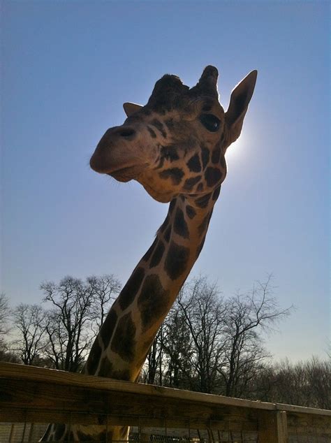 Jimmy The Giraffe At The Plumpton Park Zoo In Rising Sun Md Its A