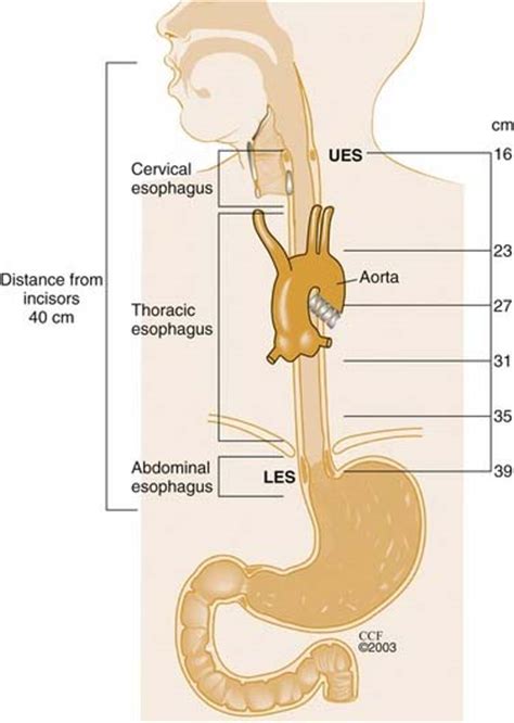 The Esophagus Anatomy Physiology And Diseases Ento Key