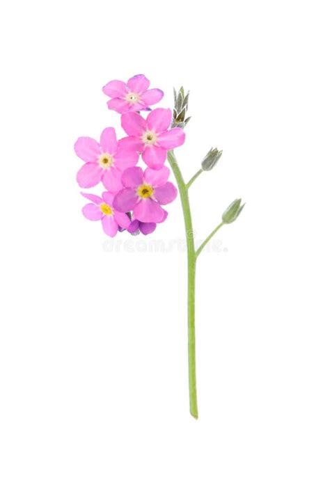 Beautiful Pink Forget Me Not Flowers Isolated On White Stock Image