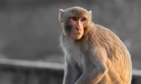 Rhesus Macaque Model Of Alzheimers Disease Developed