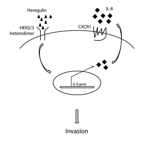 Model Of The Her2her3il8 Signaling Cascade Heregulin Induced Download Scientific Diagram
