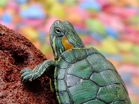 Turtles And Tortoises Reptilesamphibians Animal Encyclopedia
