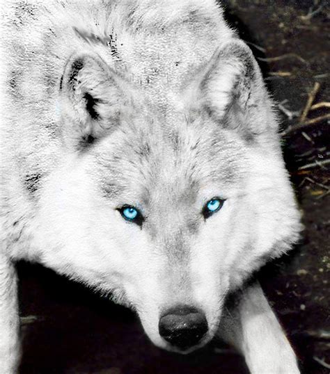 33 Best White Wolves With Bright Blue Eyes Images On Pinterest Bird