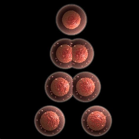 Process Of Meiosis Understanding How Reproductive Cells Divide Udemy