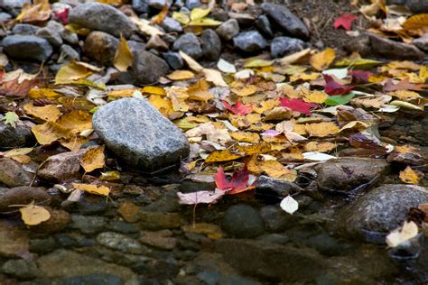 Autumn Foliage Leaves Rocks Water 4k Wallpaper Coolwallpapersme