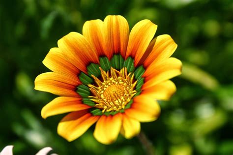 This is one of the most beautiful flowers in the world, as it has a striking delicate color. Blok888: Top 10 Most Beautiful Flowers in the world 2