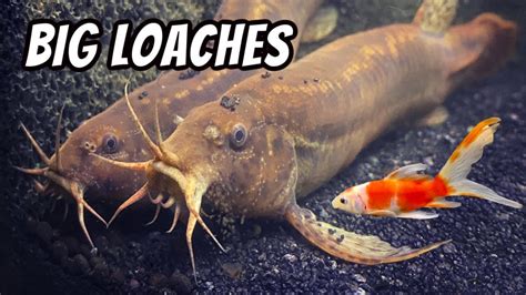 Dojo Loaches With Shubunkin Goldfish Cute Coldwater Fish Youtube