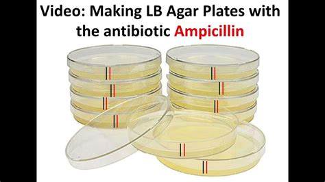Making Lb Agar Plates With Ampicillin Youtube