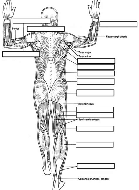 Muscles Coloring Page