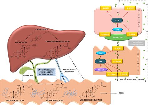 Bile Acid Synthesis Disorder Treatment
