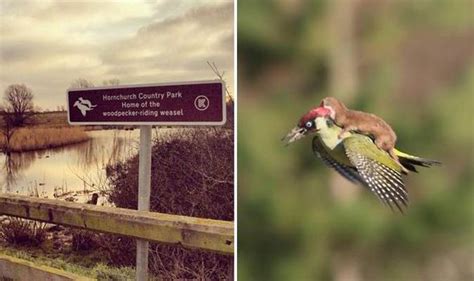 weasel riding a woodpecker sign in hornchurch country park pays tribute to weaselpecker