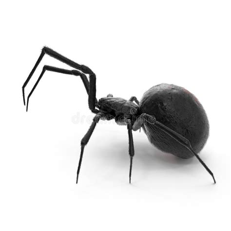 Black Widow Spider 3d Illustration Isolated On White Background Stock