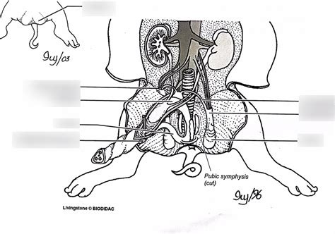 Male Pig Reproductive System Diagram Quizlet