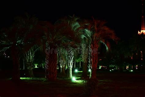 Palm Trees Illuminated By Powerful Floodlights In Sochi Night Park