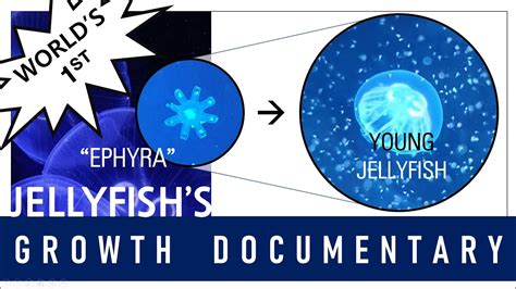 Ephyra To Young Jellyfish Growth Footage Youtube