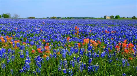 Bluebonnets And Indian Paintbrush Near Brenham Texas Flickr