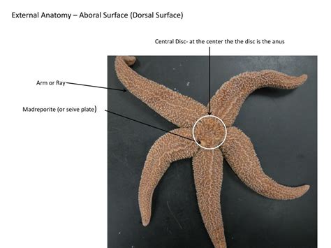 Ppt Dissection Of A Sea Star Powerpoint Presentation Free Download