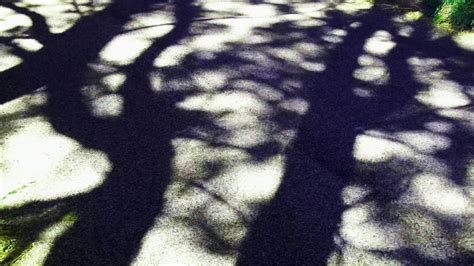 Tree Shadows Youtube