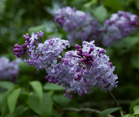 Rurification Lilacs